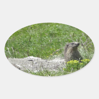 Pegatina Ovalada marmotas