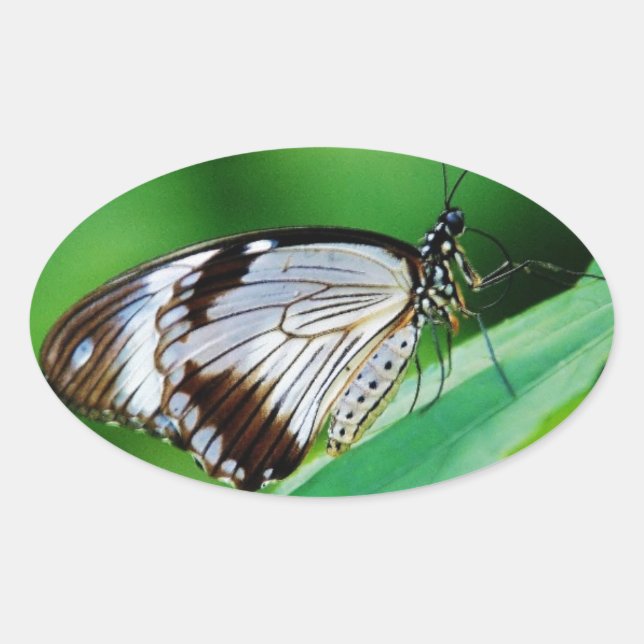 Pegatina Ovalada Marrón oscuro y mariposa gris (Anverso)