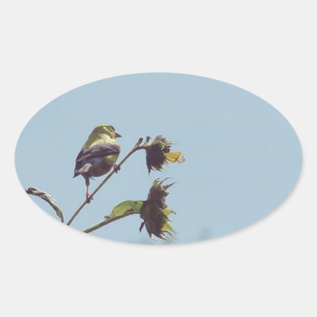 Pegatina Ovalada Mis pequeños visitantes. Pájaro, naturaleza. (Anverso)