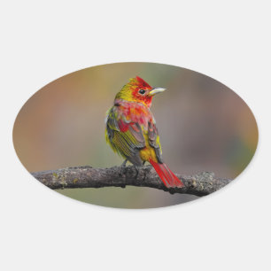 Pegatina Ovalada Moldura de Tanager de escarlata - Fotografía origi