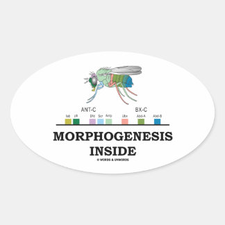 Pegatina Ovalada Morfogénesis Dentro De Los Genes De La Fruta Droso