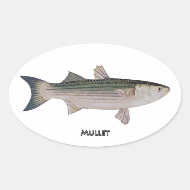 Pegatina Ovalada Mullet Fish (Anverso)