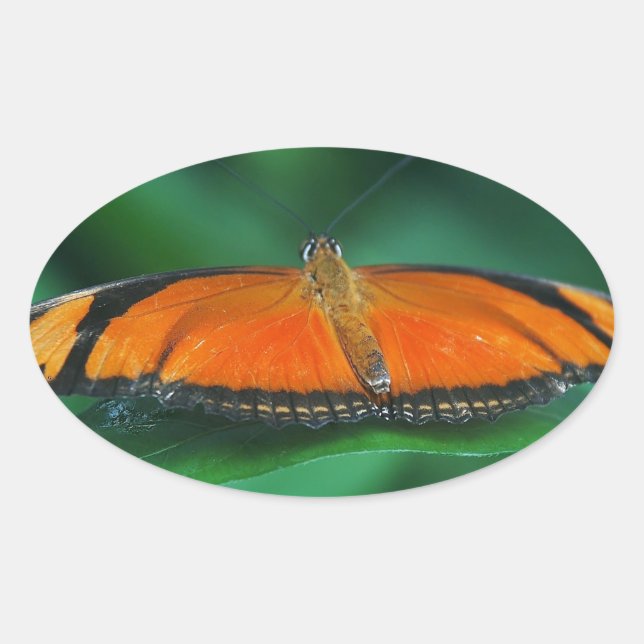 Pegatina Ovalada Naranja brillante y mariposa negra en hoja (Anverso)