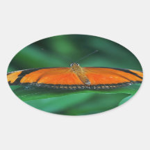 Naranja brillante y mariposa negra en hoja