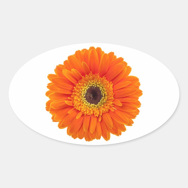 Pegatina Ovalada Naranja Gerbera Daisy (Anverso)
