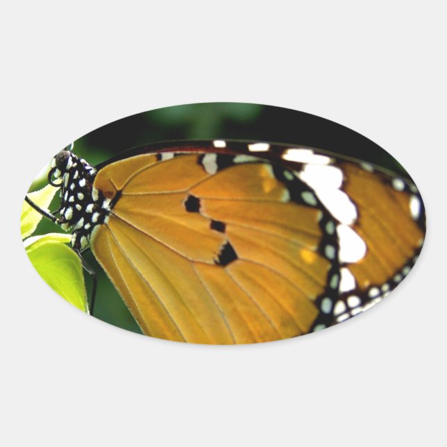 Pegatina Ovalada Naranja, mariposa negra y blanca en hojas (Anverso)
