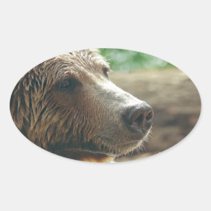 Pegatina Ovalada Naturaleza Adorable Cuidadosa Oso Animal Cara Ojos
