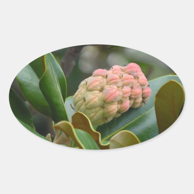 Pegatina Ovalada Naturaleza misteriosa: Magnolia Pod (Anverso)