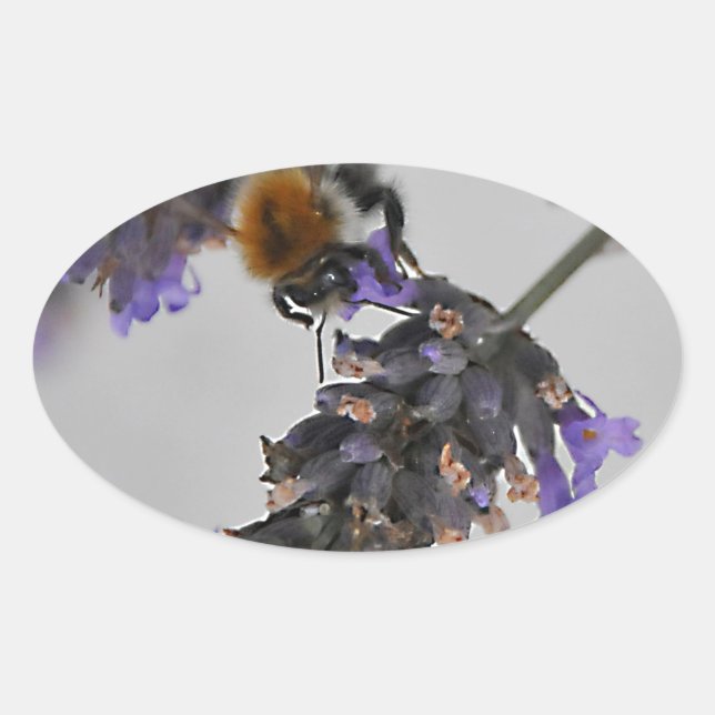 Pegatina Ovalada Naturas trabajadores maravillosos (Anverso)