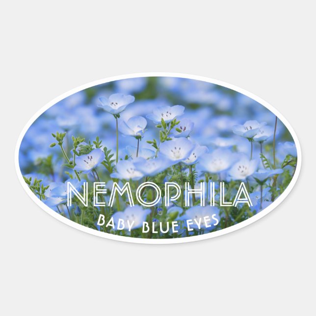 Pegatina Ovalada NEMOPHILA（Baby Blue Eyes） (Anverso)