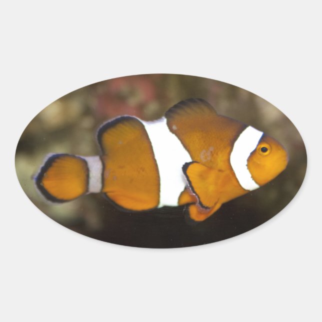 Pegatina Ovalada Ocellaris Clowfish (Anverso)