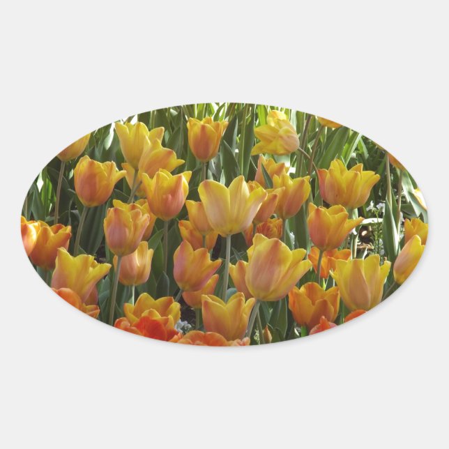 Pegatina Ovalada Orange-&-Yelow-Tulips.jpg (Anverso)