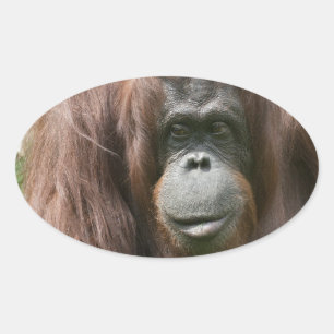 Pegatina Ovalada Orangutan