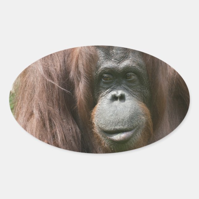 Pegatina Ovalada Orangutan (Anverso)
