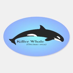 Pegatina Ovalada Orca Ballena Asesina Gradiente Azul