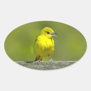 Pegatina Ovalada Orchard Oriole - Foto original