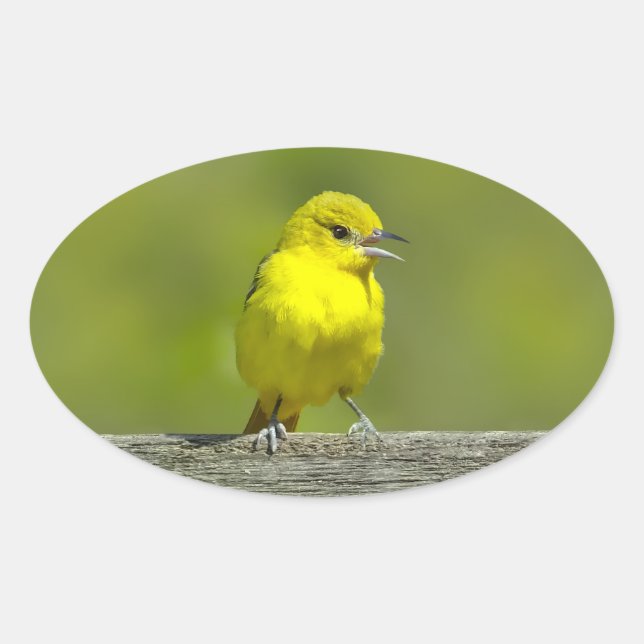 Pegatina Ovalada Orchard Oriole - Foto original (Anverso)