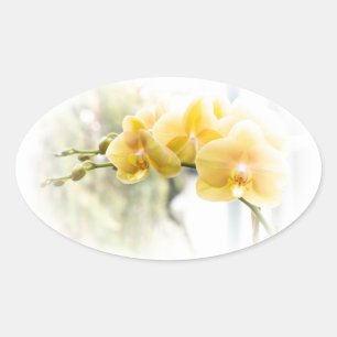 Pegatina Ovalada Orquídea amarilla en sol