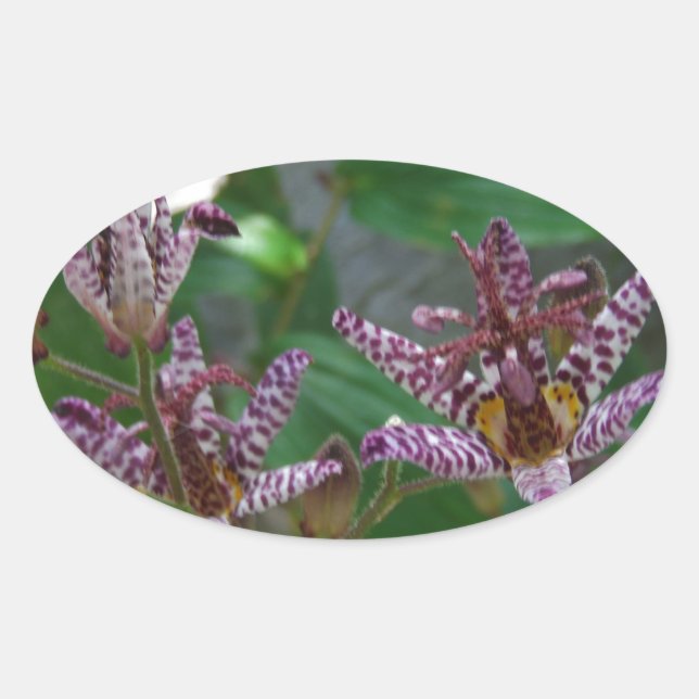 Pegatina Ovalada Orquídea de rayas blancas púrpura como lilo floral (Anverso)