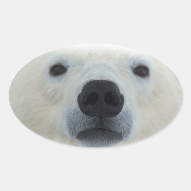 Pegatina Ovalada Oso polar (Anverso)