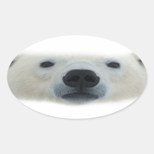 Pegatina Ovalada Oso polar