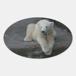 Pegatina Ovalada Oso polar de Yawning