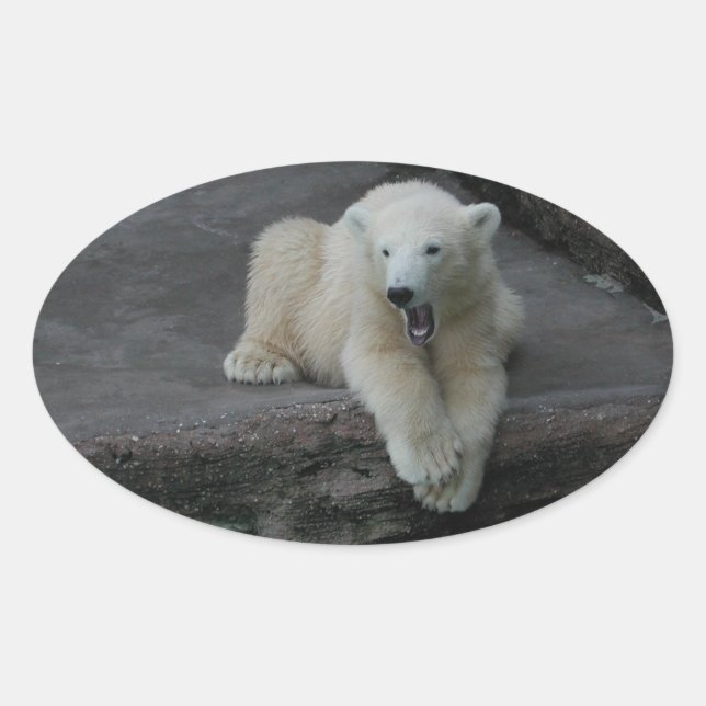 Pegatina Ovalada Oso polar de Yawning (Anverso)