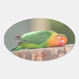 Pegatina Ovalada Pájaro del amor durmiendo
