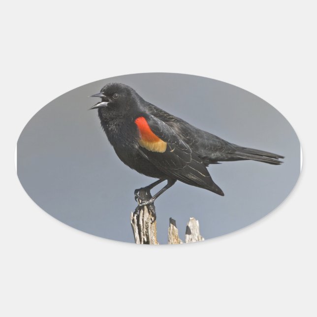 Pegatina Ovalada Pájaro negro de ala roja (Anverso)