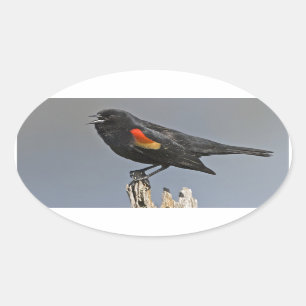 Pegatina Ovalada Pájaro negro de ala roja
