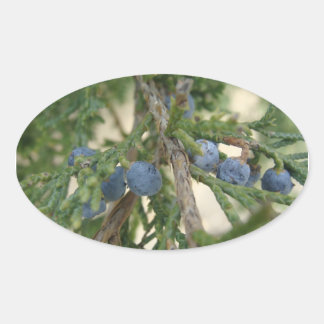 Pegatina Ovalada Pegatinas de Juniper Berry