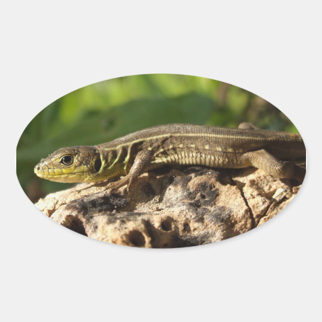 Pegatina Ovalada Pegatinas de Lizard (Anverso)