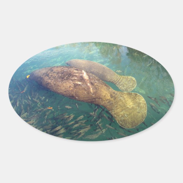 Pegatina Ovalada Pegatinas de mamá y bebé Manatee (Anverso)