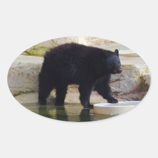 Pegatina Ovalada Pegatinas del Oso Negro Estadounidense #1-2 (Anverso)