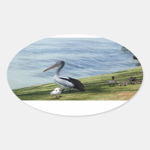 Pegatina Ovalada Pelican Y Ducks,