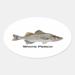 Pegatina Ovalada Perca blanca