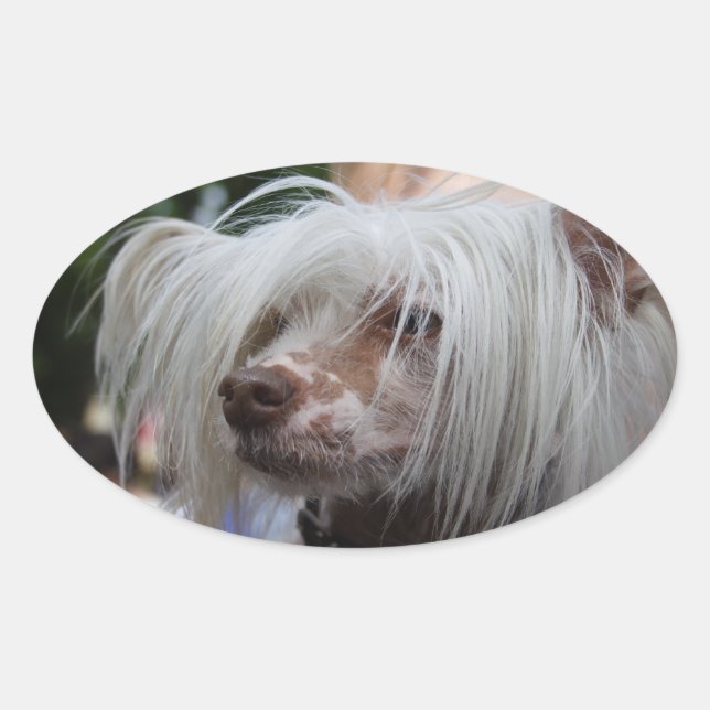 Pegatina Ovalada Perro chino en reposo (Anverso)