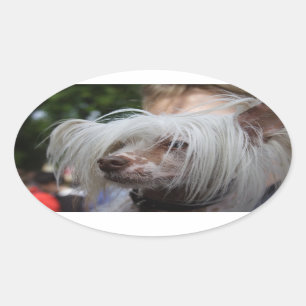 Pegatina Ovalada Perro chino en reposo