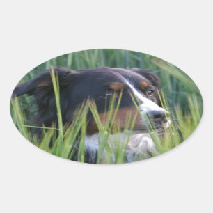 Pegatina Ovalada Perro ovino en hierba