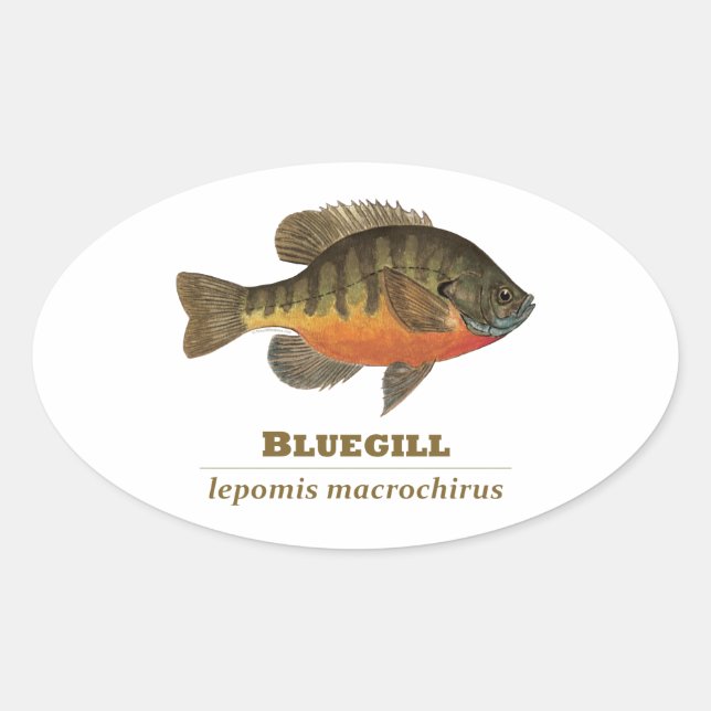 Pegatina Ovalada Pesca con alambre de púas (Anverso)