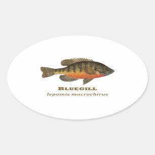 Pegatina Ovalada Pesca con alambre de púas