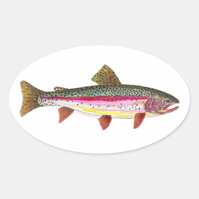 Pegatina Ovalada Pescado de trucha arco iris (Anverso)