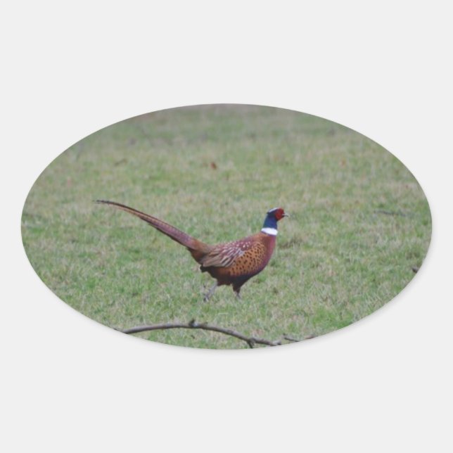 Pegatina Ovalada Pheasant (Anverso)