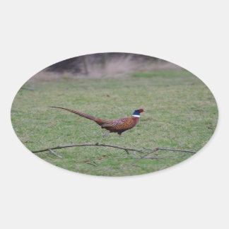 Pegatina Ovalada Pheasant