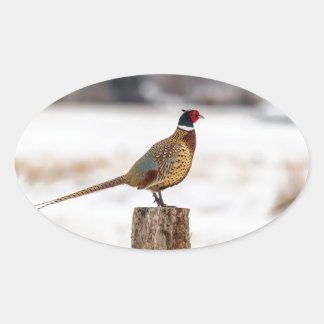 Pegatina Ovalada Pheasant