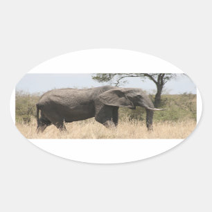 Pegatina Ovalada pie elefante