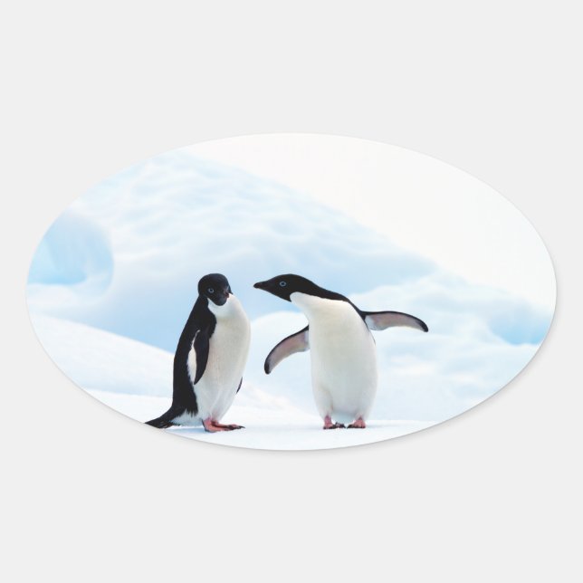 Pegatina Ovalada Pingüinos Adelie (Anverso)