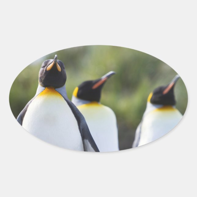 Pegatina Ovalada Pingüinos de rey (Anverso)