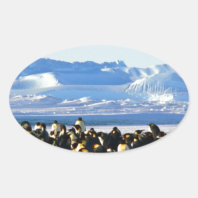 Pegatina Ovalada Pingüinos emperadores (Anverso)