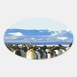 Pegatina Ovalada Pingüinos emperadores